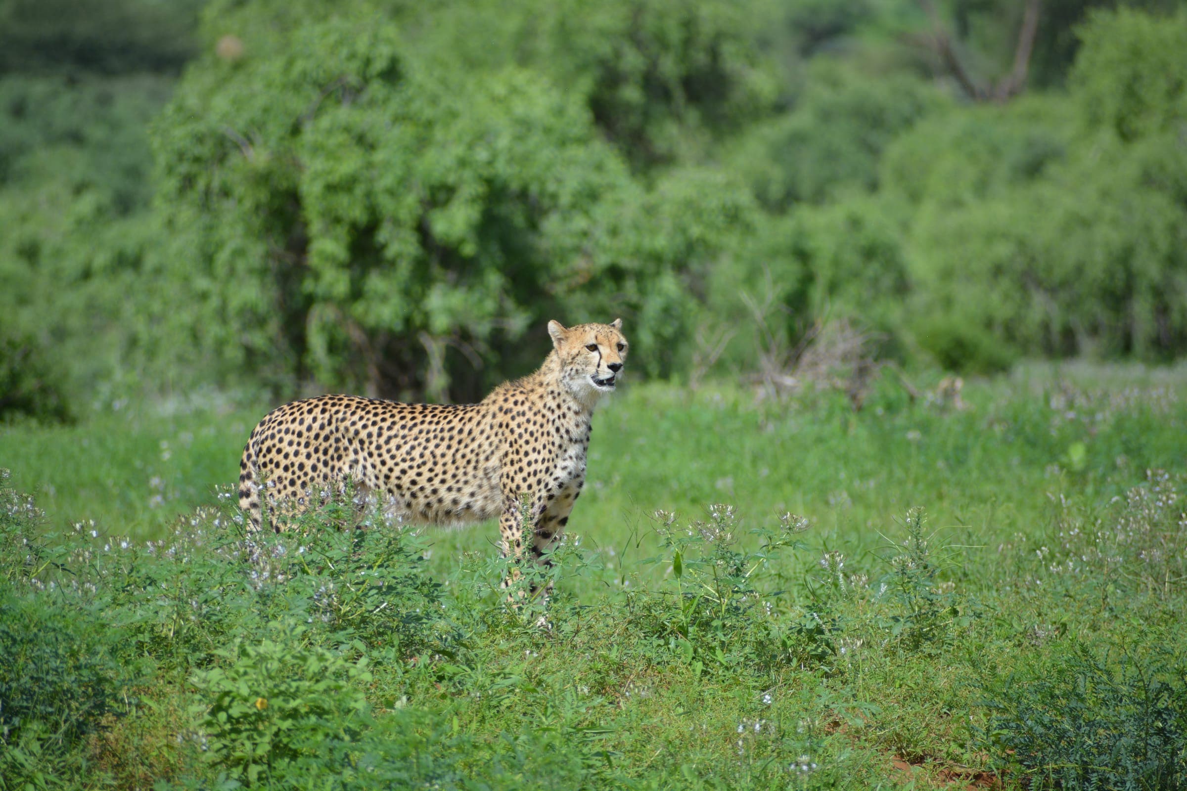 Cheetah standing alert in tall grass