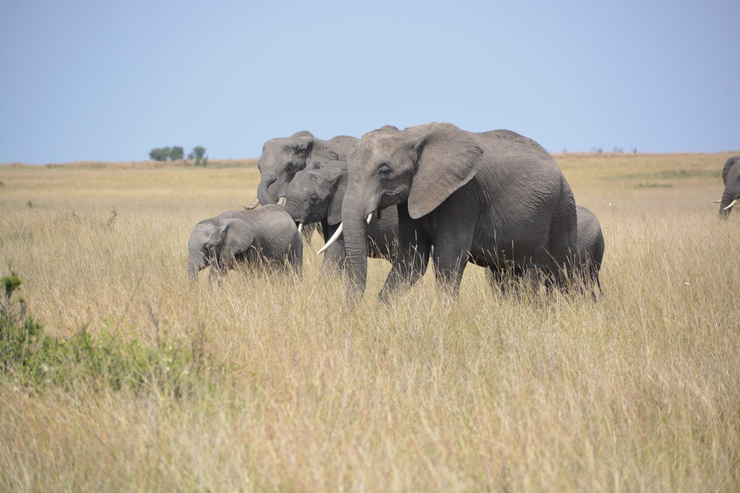 Elephant family walking through golden grassland