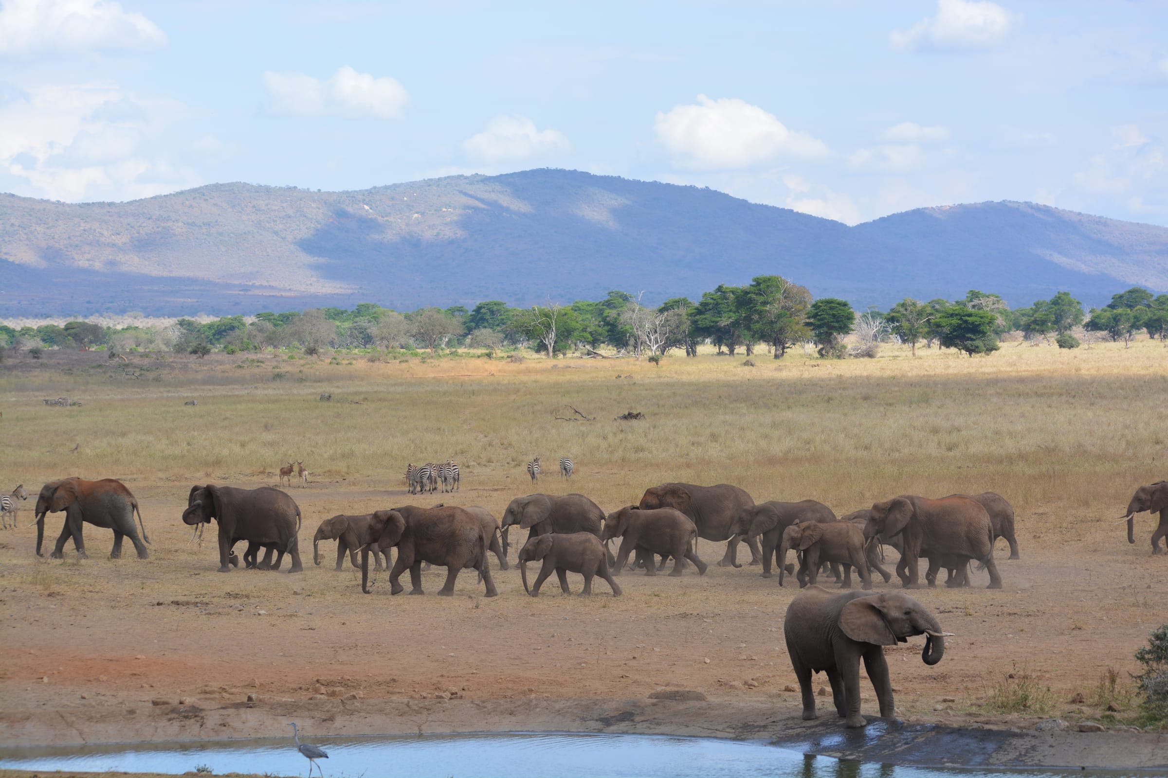 Elephant herd and zebra gathered at a watering hole with mountains behind
