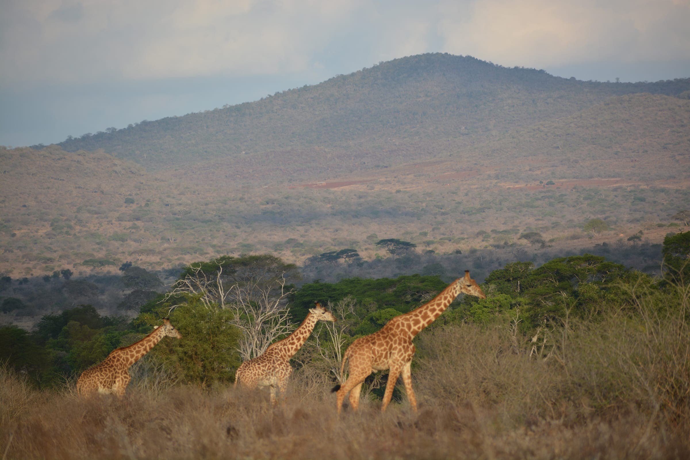 Giraffes grazing with mountains in the background