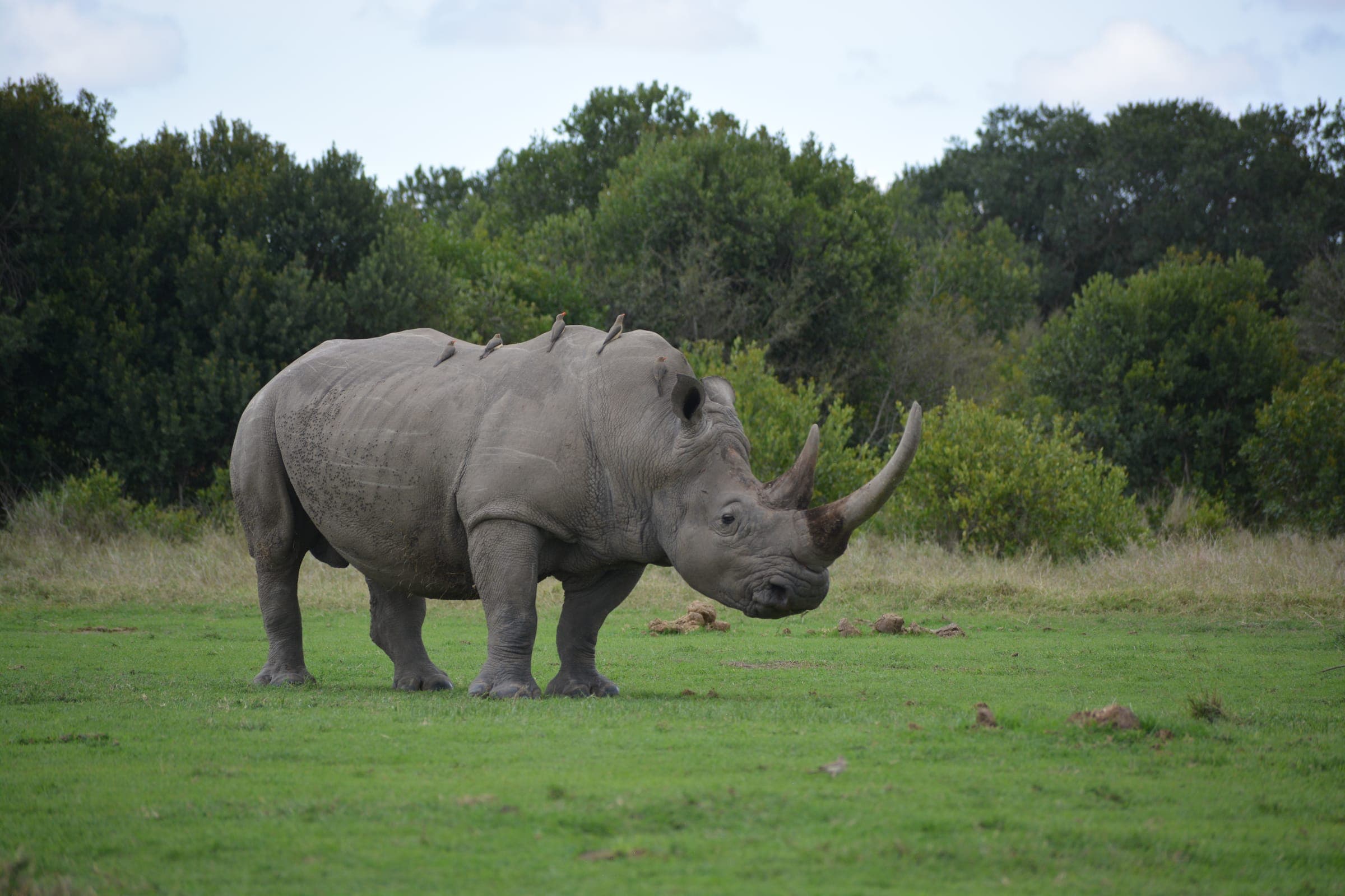 White rhino with oxpecker birds on its back