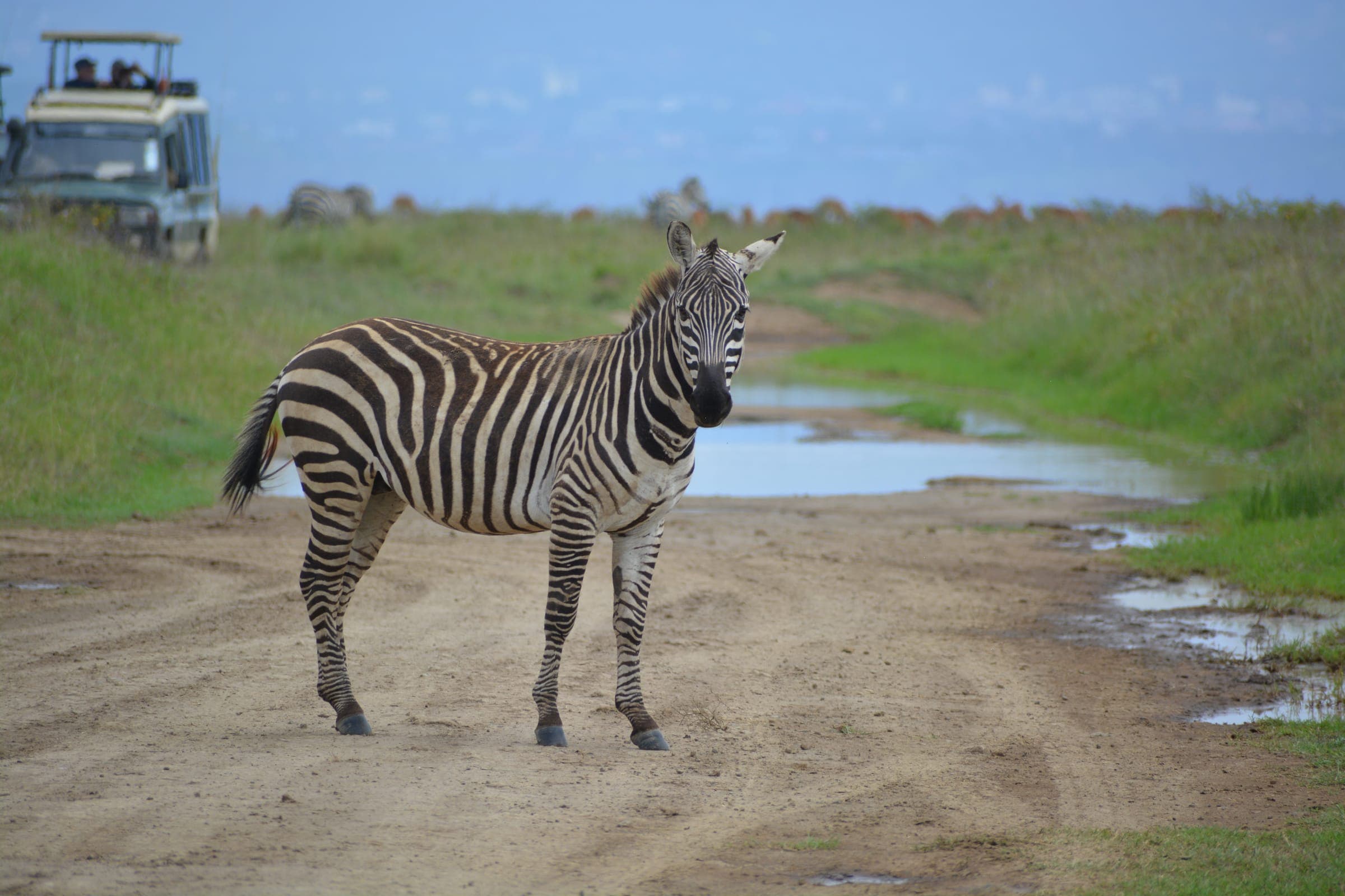 Zebra on a game-drive track with a safari vehicle in the background