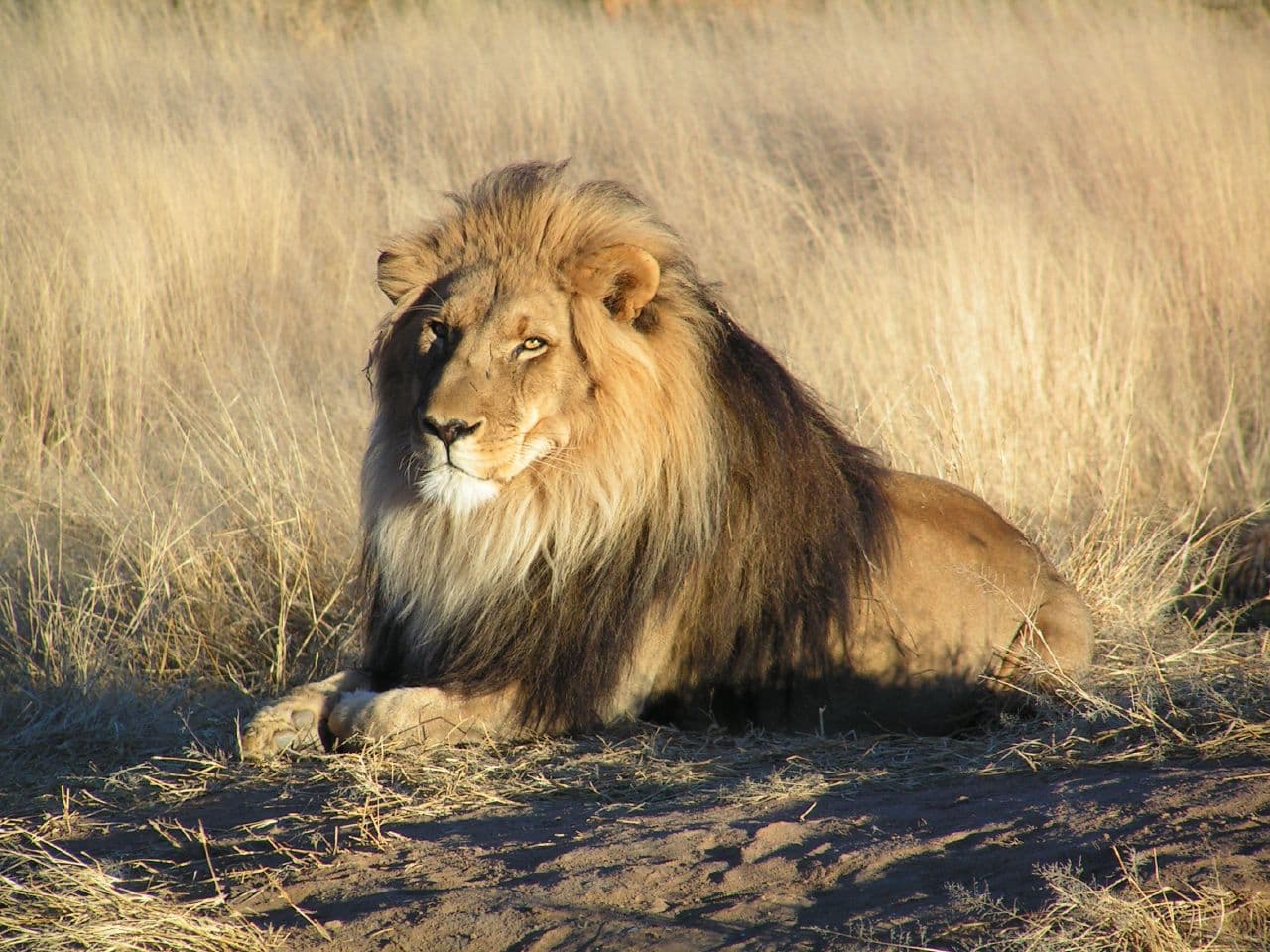 Lion resting in tall grass